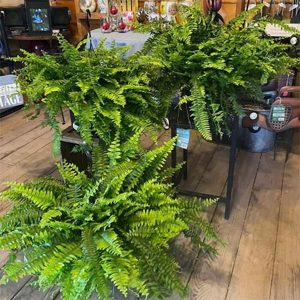 ๐ฅ $9.96 On Sale Only Today ๐ฑ UV-Resistant Lifelike Artificial Boston Fern
