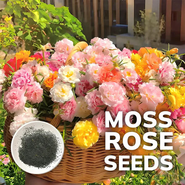 🌸 Turn Bare Soil into a Rainbow Carpet: "Everblooming" Moss Rose Seeds!